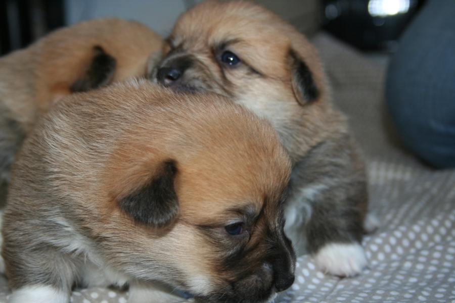 Puppies
